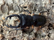 画像1: インペリアリスツヤクワガタ　パラワン島 バタラダ産 ペア（累代WD♂63mm ♀Free ｍｍ） (1)