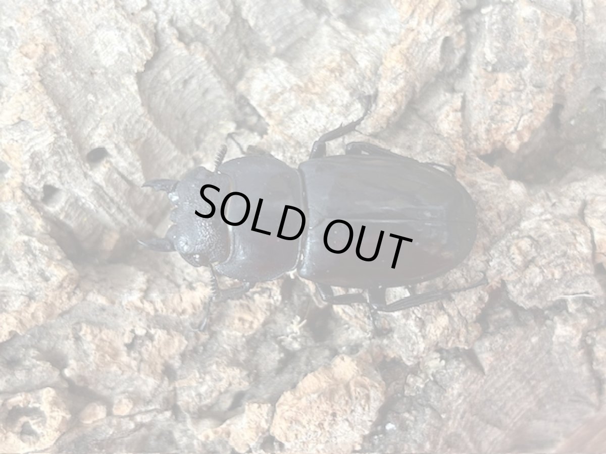 画像2: マンディブラリスフタマタクワガタ　スマトラ島ジャンピ産 ペア（累代WD♂95mm  ♀Free mm ） (2)