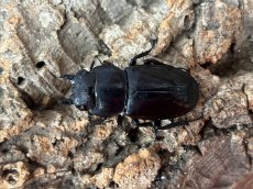 画像2: マンディブラリスフタマタクワガタ　スマトラ島ジャンピ産 ペア（累代WD♂85mm  ♀Free mm ） (2)