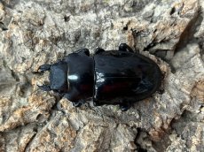 画像2: インターメディアツヤクワガタ　パラワン島 Bataraza産 ペア（累代WD ♂81mm ♀Freemm） (2)