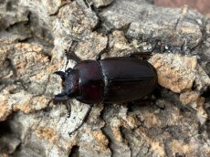 画像2: トカラノコギリクワガタ　トカラ列島口之島産 ペア（累代CB ♂47mm  ♀Free mm 2025/6月羽化） (2)