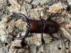 画像1: トカラノコギリクワガタ　トカラ列島口之島産 ペア（累代CB ♂59mm  ♀Free mm 2025/6月羽化） (1)