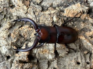 クワガタムシ - ペットショップCOLORS