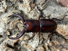 画像1: トカラノコギリクワガタ　トカラ列島諏訪之瀬産 ペア（累代CB ♂55mm  ♀Free mm 2025/6月羽化） (1)