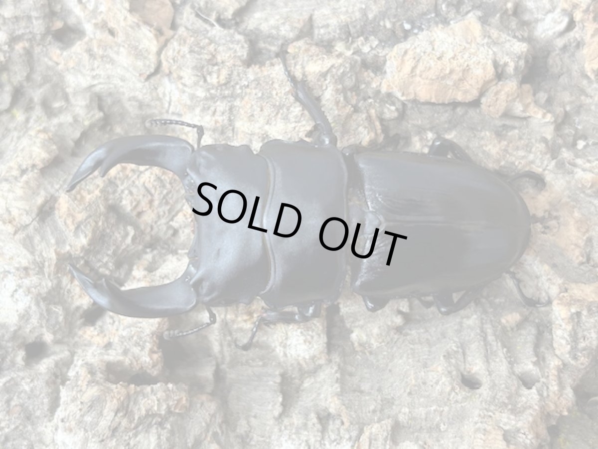 画像1: 国産オオクワガタ　兵庫県川西産 ペア（累代CB ♂66mm ♀42 mm 2025/7月羽化） (1)