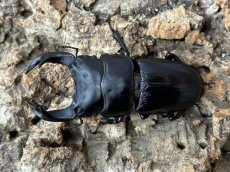 画像1: 国産オオクワガタ　兵庫県川西産 ペア（累代CB ♂66mm ♀42 mm 2025/7月羽化） (1)