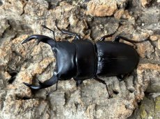 画像1: 国産オオクワガタ　大阪府能勢町産 ペア（累代CB ♂60mm UP 2025/7月羽化 ♀Free mm 2025/7月羽化） (1)