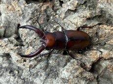 画像1: トカラノコギリクワガタ　トカラ列島口之島産 ペア（累代CB ♂47mm  ♀Free mm 2025/6月羽化） (1)