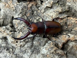 クワガタムシ - ペットショップCOLORS