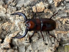 画像1: トカラノコギリクワガタ　トカラ列島口之島産 ペア（累代CB ♂57mm  ♀Free mm 2025/6月羽化） (1)