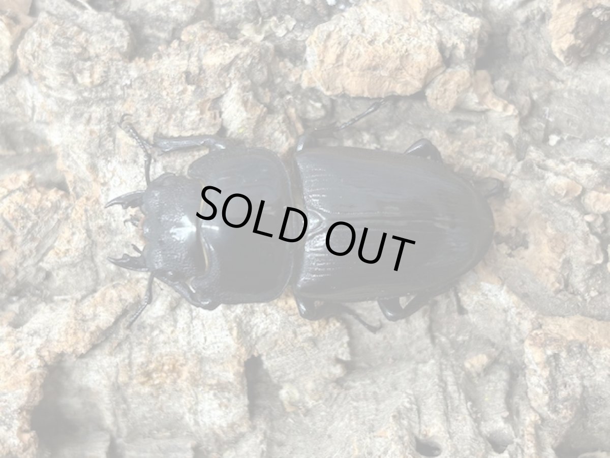 画像2: 国産オオクワガタ　兵庫県川西産 ペア（累代CB ♂66mm ♀42 mm 2025/7月羽化） (2)