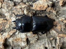 画像2: 国産オオクワガタ　兵庫県川西産 ペア（累代CB ♂66mm ♀42 mm 2025/7月羽化） (2)