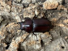 画像2: トカラノコギリクワガタ　トカラ列島諏訪之瀬産 ペア（累代CB ♂55mm  ♀Free mm 2025/6月羽化） (2)