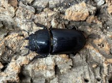 画像2: 国産オオクワガタ　大阪府能勢町産 ペア（累代CB ♂60mm UP 2025/7月羽化 ♀Free mm 2025/7月羽化） (2)