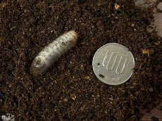 画像2: シロヘリオオツノカナブン幼虫 　タンザニア産（累代CB 2025/11月割出し） (2)