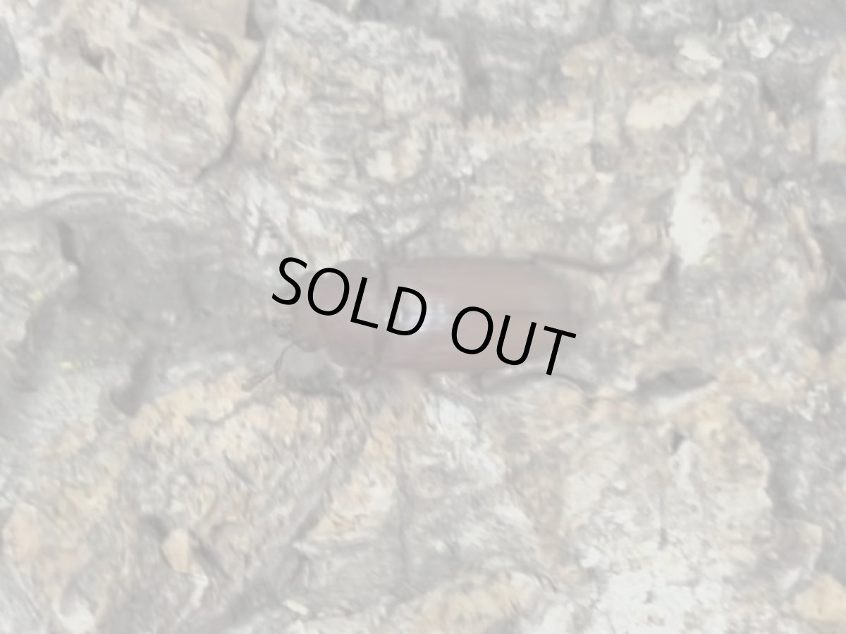 画像2: スズムラホソアカクワガタ　パラワン島ロハス産 ペア（累代WD ♂Free mm ♀Free mm ） (2)