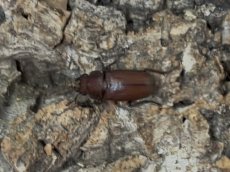 画像2: スズムラホソアカクワガタ　パラワン島ロハス産 ペア（累代WD ♂Free mm ♀Free mm ） (2)