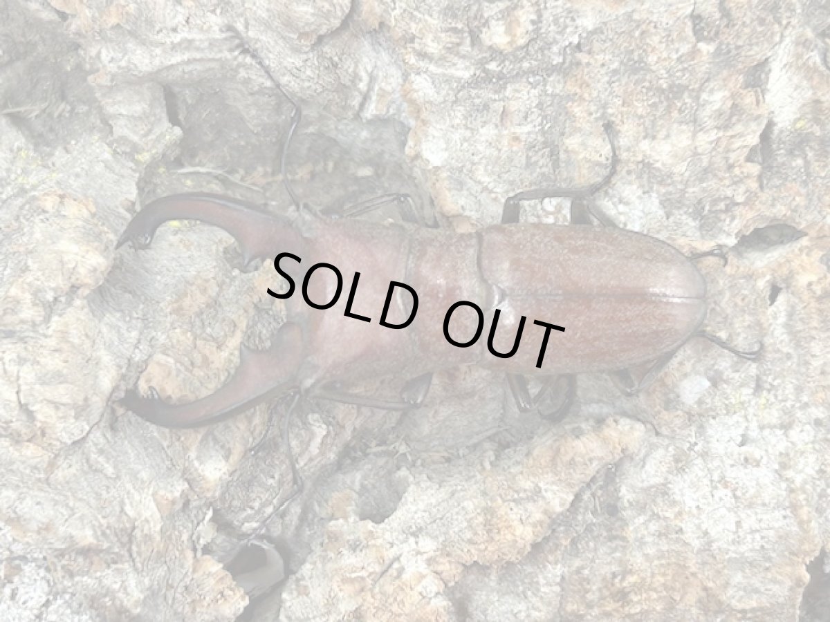 画像1: スズムラホソアカクワガタ　パラワン島ロハス産 ペア（累代WD ♂Free mm ♀Free mm ） (1)