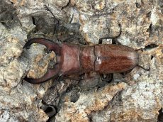 画像1: スズムラホソアカクワガタ　パラワン島ロハス産 ペア（累代WD ♂Free mm ♀Free mm ） (1)