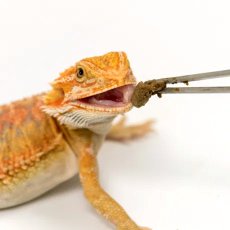 画像3: フトアゴドライ　200g (3)