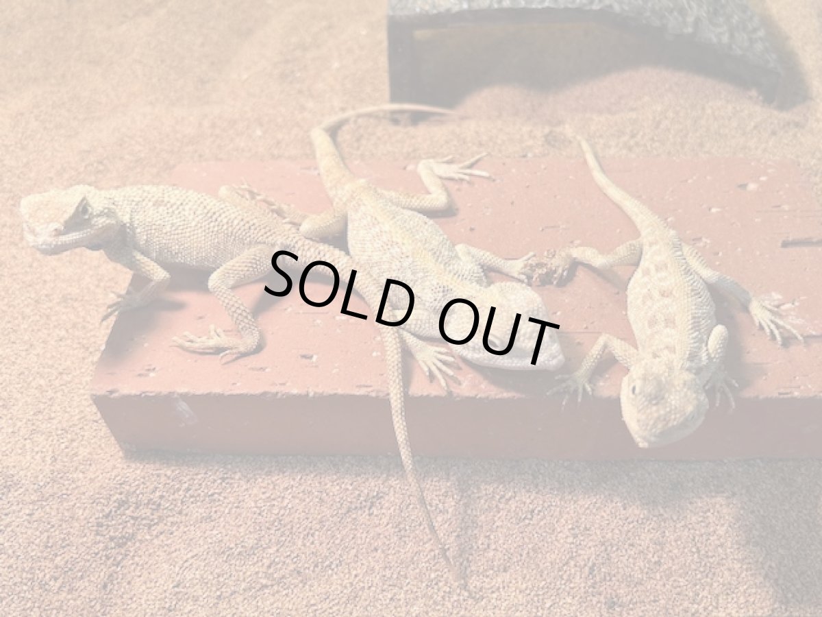 画像2: サビグニーアガマ 　エジプトWC (2)