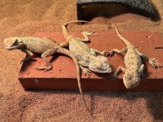 画像2: サビグニーアガマ 　エジプトWC (2)