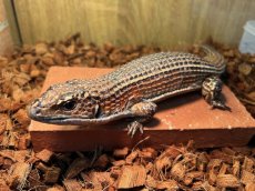 画像1: オニプレートトカゲ　トーゴWC (1)