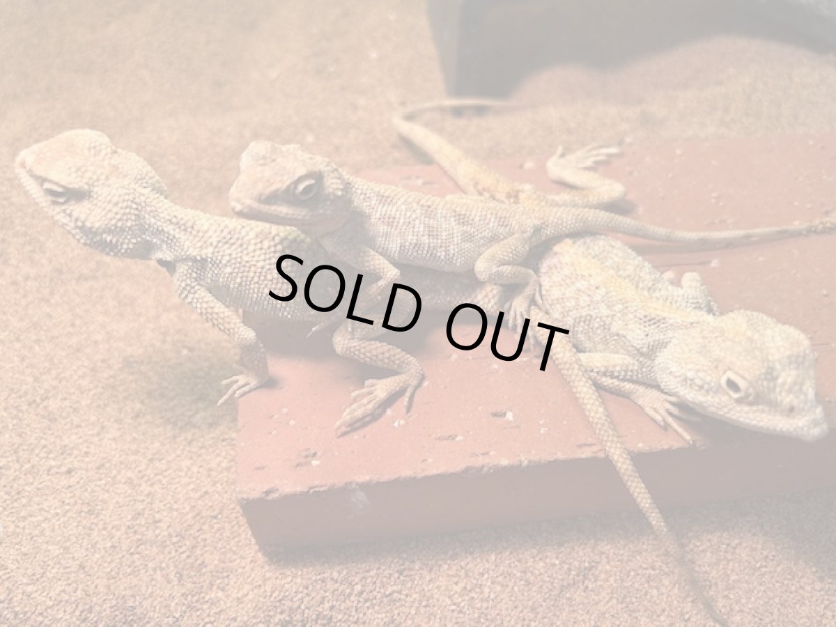 画像1: サビグニーアガマ 　エジプトWC (1)