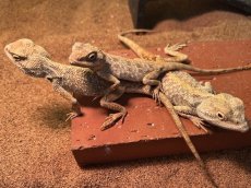 画像1: サビグニーアガマ 　エジプトWC (1)