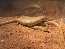 画像4: コモンシロテンカラカネトカゲ　エジプトWC (4)