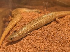 画像2: コモンシロテンカラカネトカゲ　エジプトWC (2)