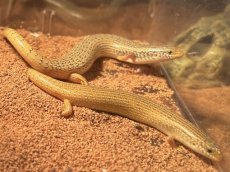 画像1: コモンシロテンカラカネトカゲ　エジプトWC (1)
