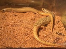 画像3: コモンシロテンカラカネトカゲ　エジプトWC (3)