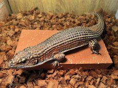 画像2: オニプレートトカゲ　トーゴWC (2)