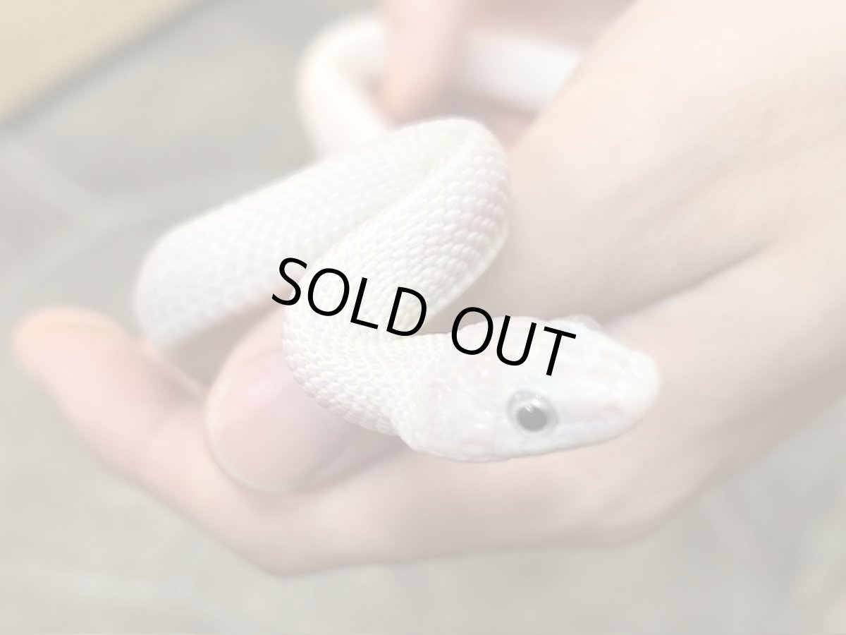 画像1: ブラックラットスネーク　リューシ (1)