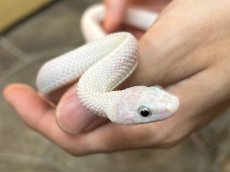 画像1: ブラックラットスネーク　リューシ (1)