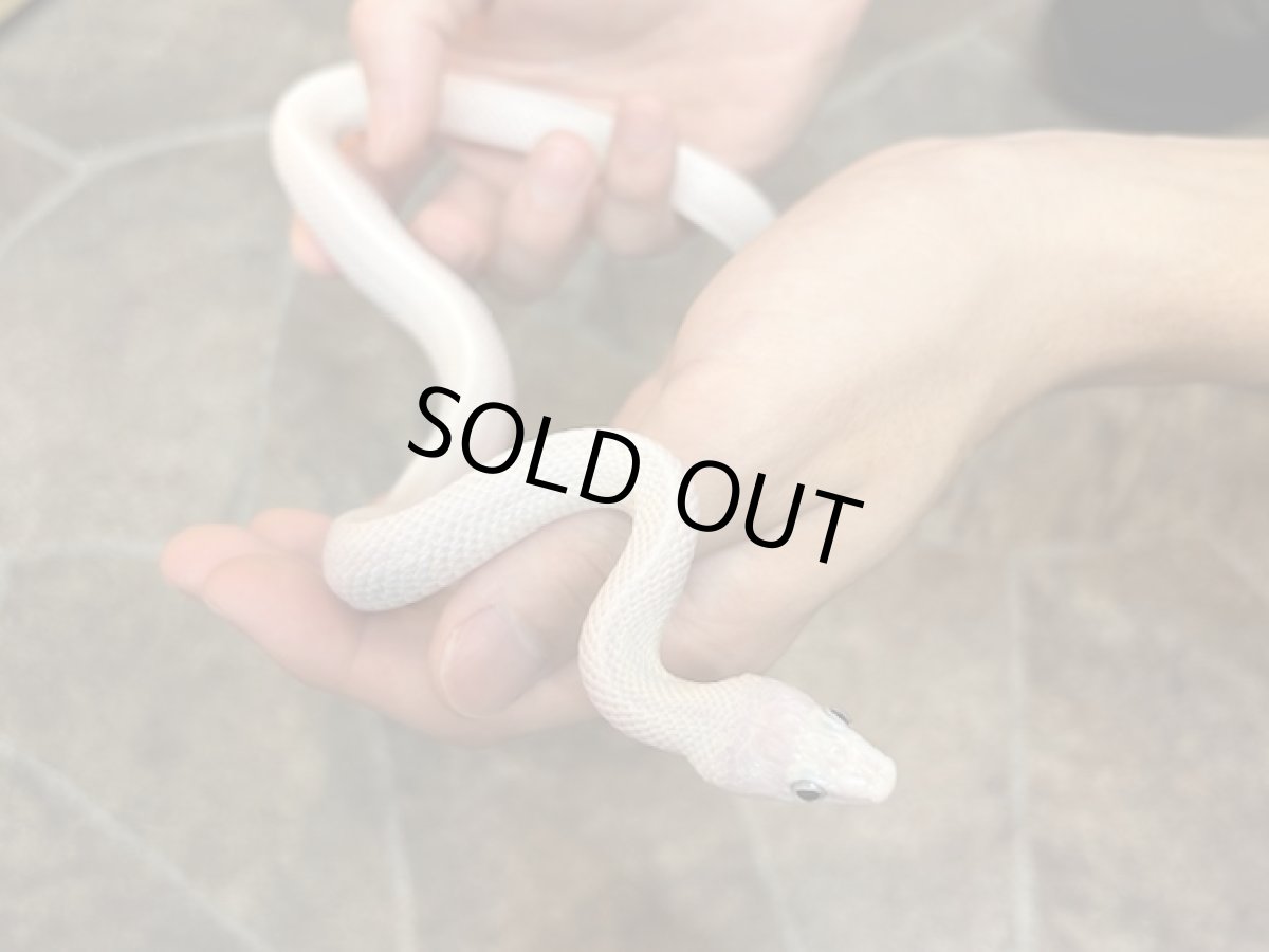 画像3: ブラックラットスネーク　リューシ (3)