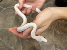 画像3: ブラックラットスネーク　リューシ (3)