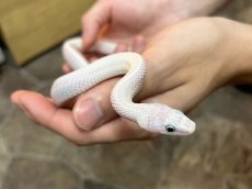 画像2: ブラックラットスネーク　リューシ (2)