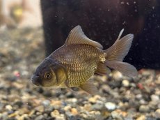 画像1: 国産 黒オランダ （薩摩産）±4cm (1)