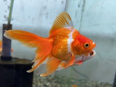 画像1: 更紗琉金（飯田産）±5cm (1)