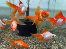 画像2: 更紗琉金（飯田産）±5cm (2)