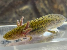 画像3: ウーパールーパー（マーブル）約6〜8cm (3)