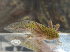 画像2: ウーパールーパー（マーブル）約6〜8cm (2)