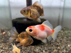 画像1: 国産 だるまオランダ  フナ尾（薩摩産）±5cm (1)