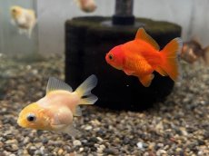 画像3: 国産 だるまオランダ  フナ尾（薩摩産）±5cm (3)