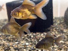 画像2: 国産 黒オランダ （薩摩産）±4cm (2)