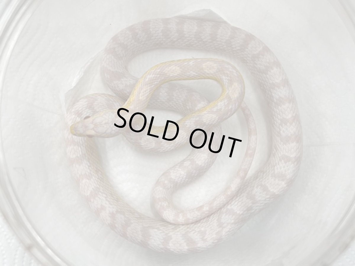 画像2: コーンスネーク（スノー）  国内CB (2)