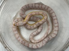 画像2: コーンスネーク（スノー）  国内CB (2)