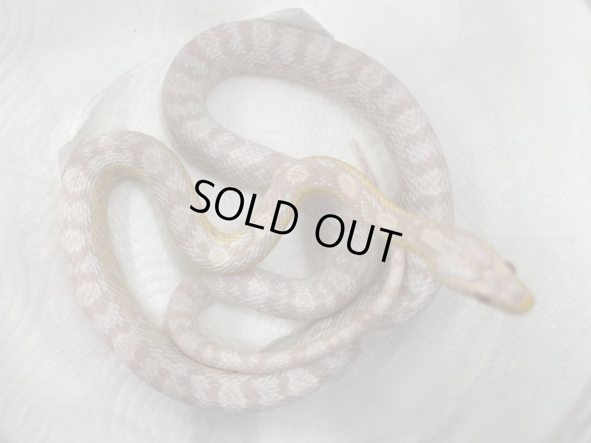 画像1: コーンスネーク（スノー）  国内CB (1)